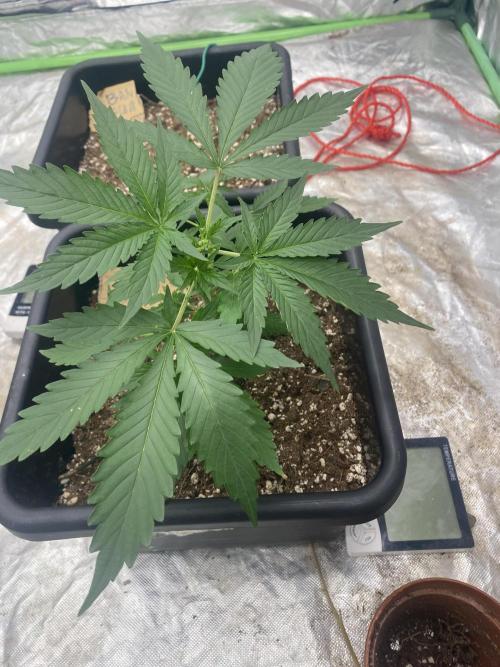 Summertime autos. Week 4