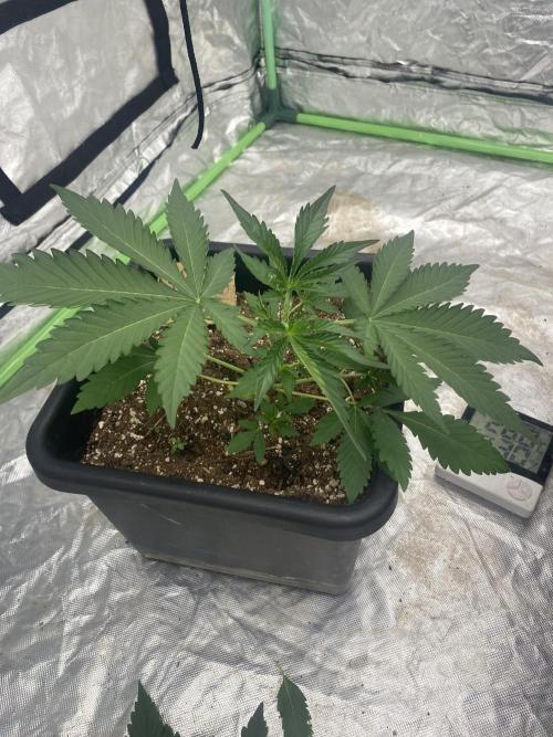 Summertime autos. Week 4