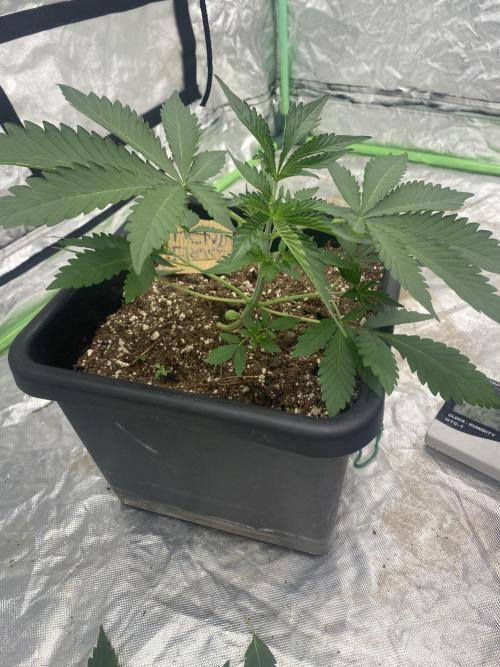 Summertime autos. Week 4