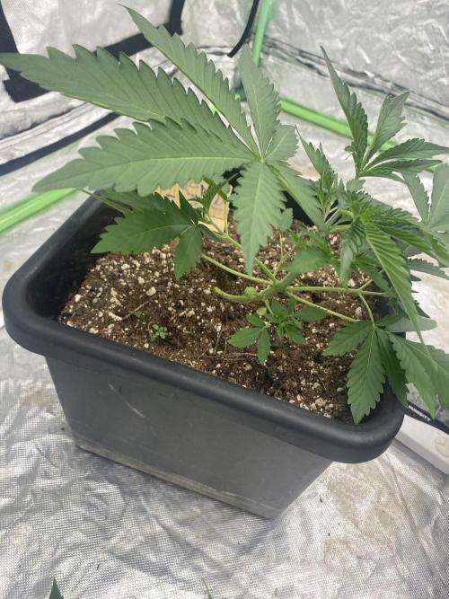 Summertime autos. Week 4