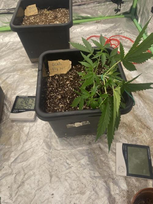 Summertime autos. Week 4