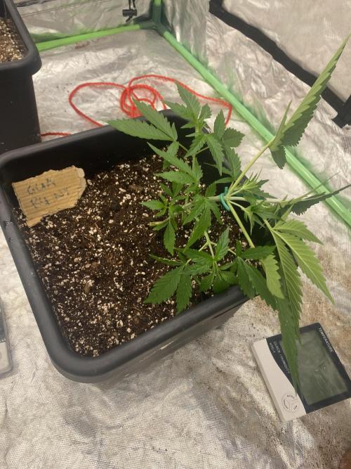 Summertime autos. Week 4