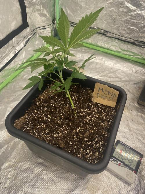 Summertime autos. Week 4