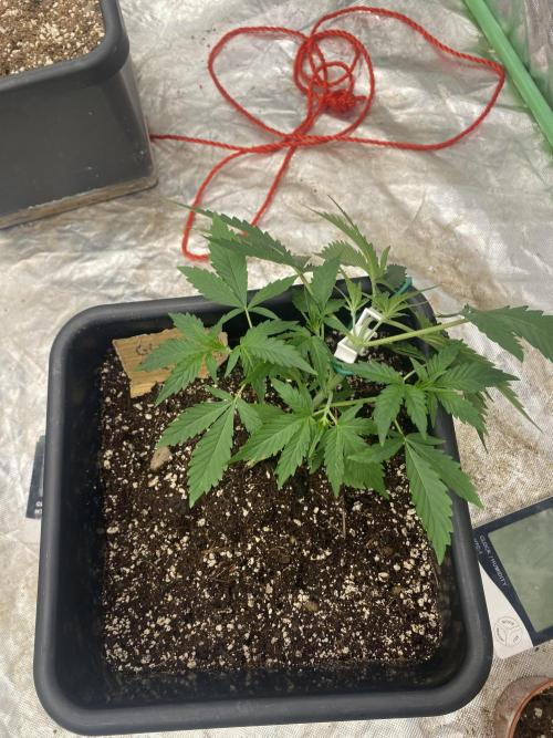 Summertime autos. Week 4