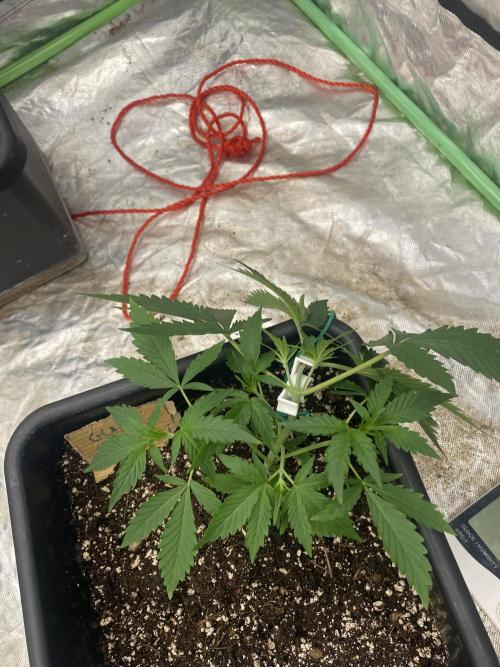 Summertime autos. Week 4