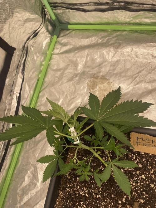 Summertime autos. Week 4