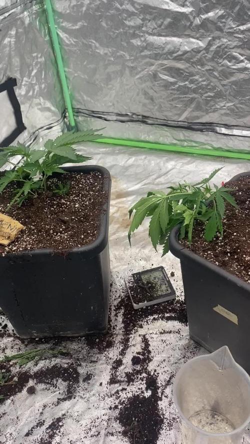 Summertime autos