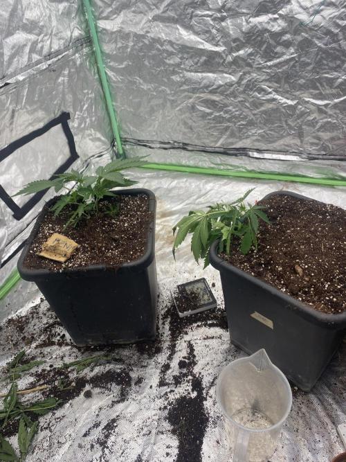 Summertime autos. Week 4