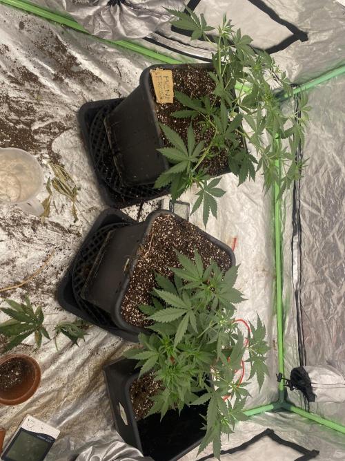 Summertime autos. Week 6