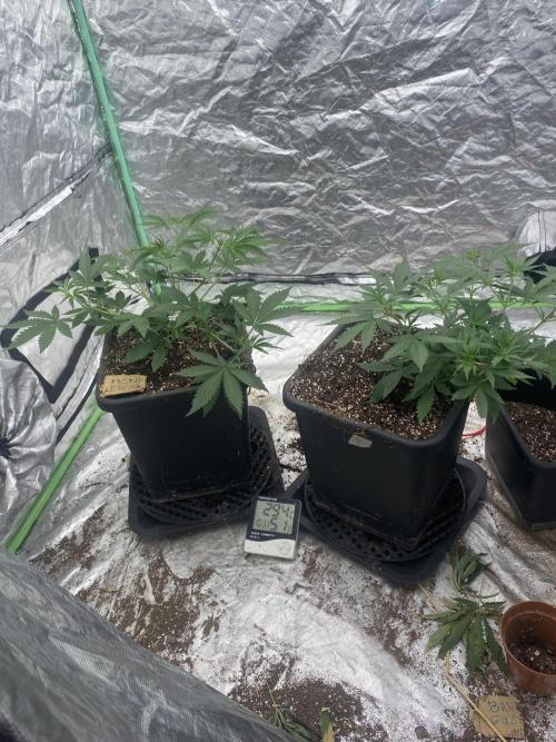 Summertime autos. Week 6