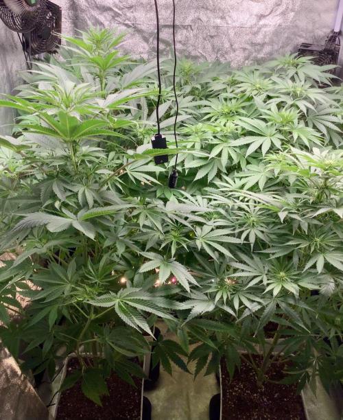 Anesia fem. Week 7