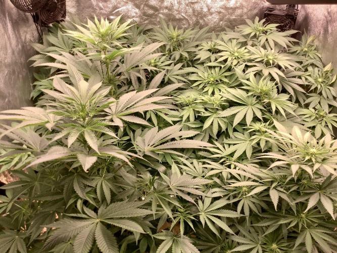 Anesia fem. Week 7