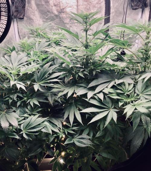 Anesia fem. Week 7
