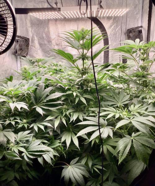 Anesia fem. Week 8