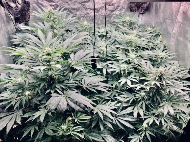 Anesia fem. Week 8