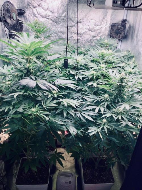 Anesia fem. Week 8
