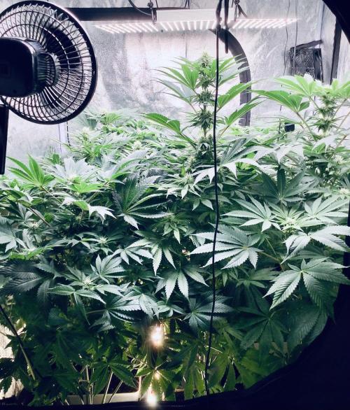 Anesia fem. Week 8