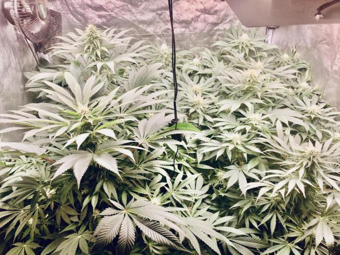 Anesia fem. Week 8 - B4 defoliation