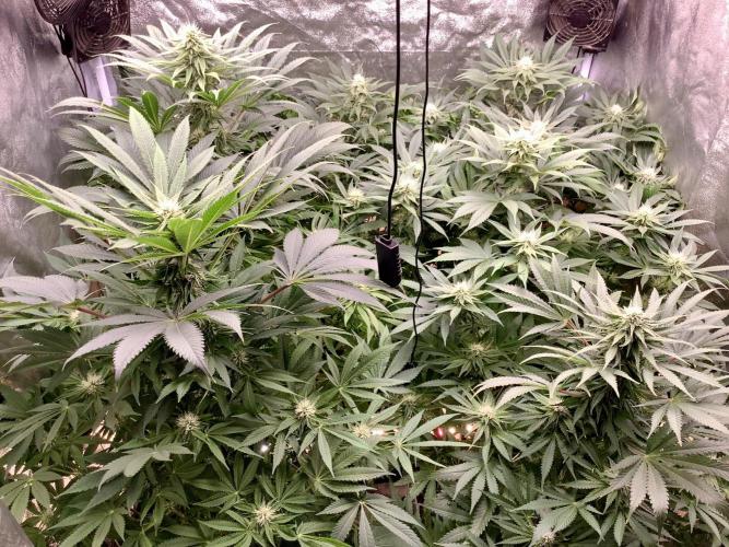 Anesia fem. Week 8 - After def 