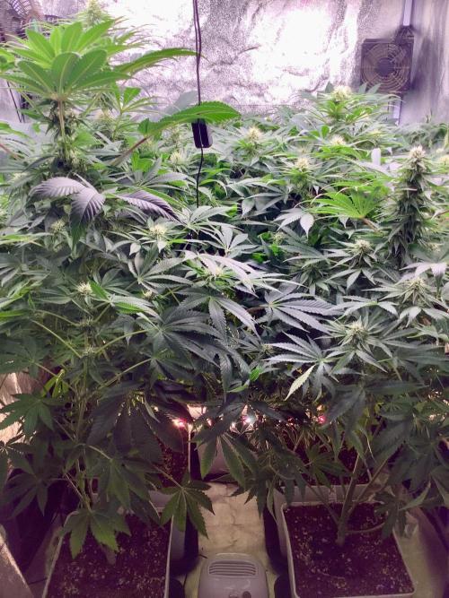 Anesia fem. Week 8 - B4 def 