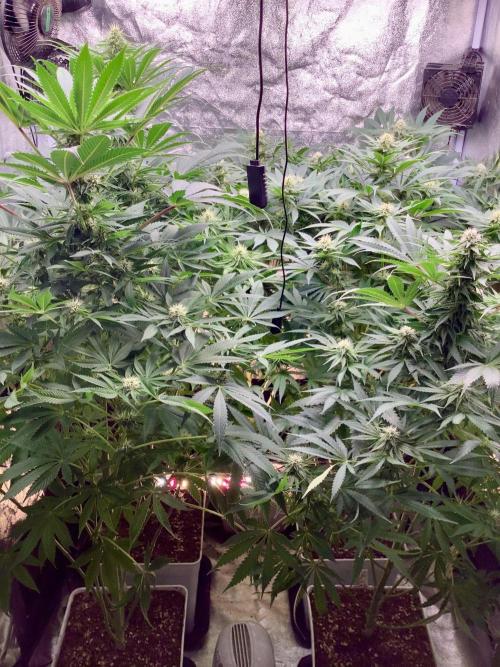 Anesia fem. Week 8 - After Def