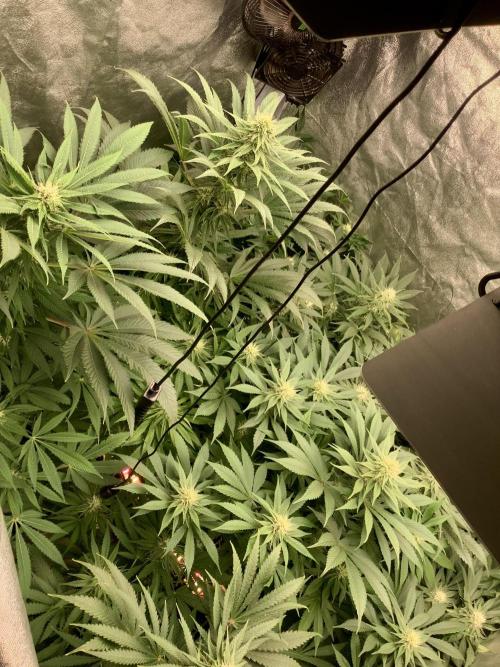 Anesia fem. Week 9