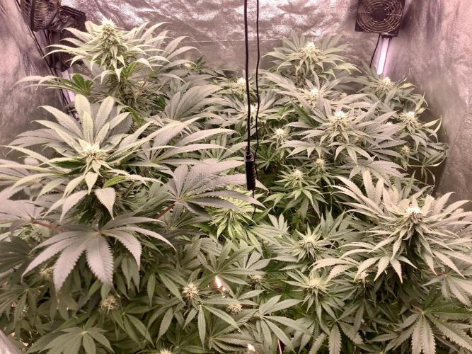 Anesia fem. Week 9