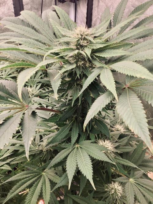 Anesia fem. Week 10 - Sleepy Joe