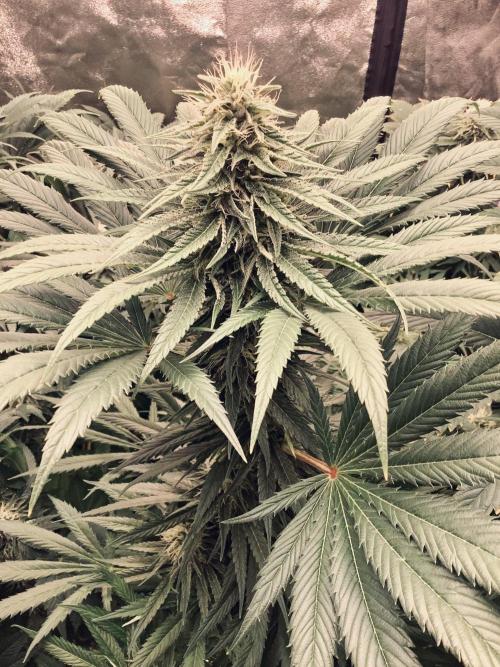 Anesia fem. Week 10 - Son Of A Peach