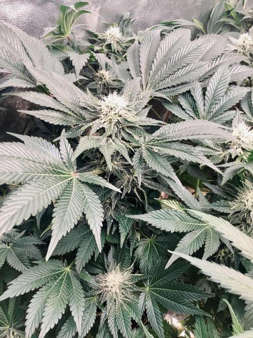 Anesia fem. Week 10 - Future #1