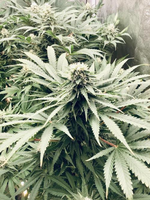 Anesia fem. Week 10 - Imperium X