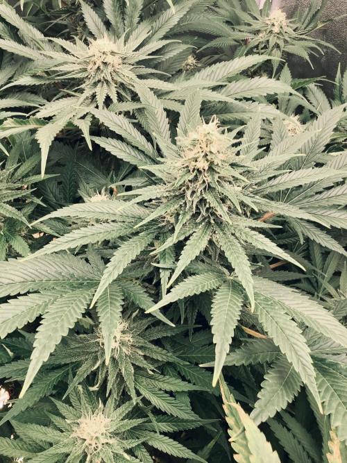 Anesia fem. Week 10 - Shining Silver Haze