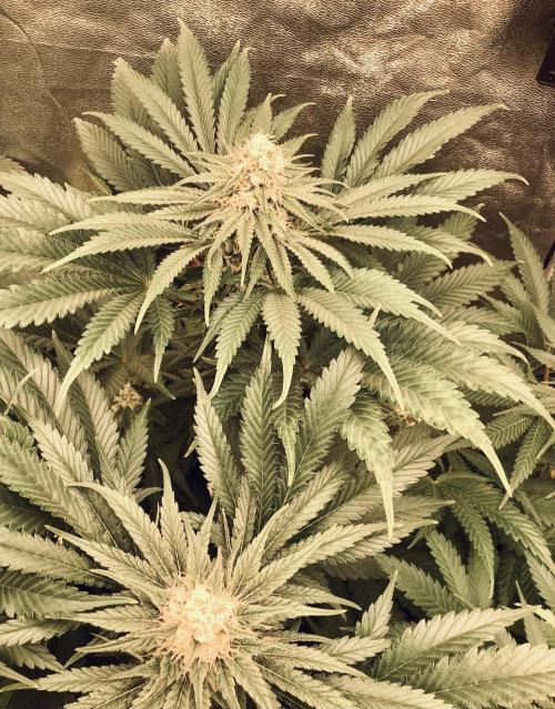 Anesia fem. Week 10 - Captain Future 