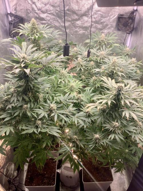 Anesia fem. Week 10