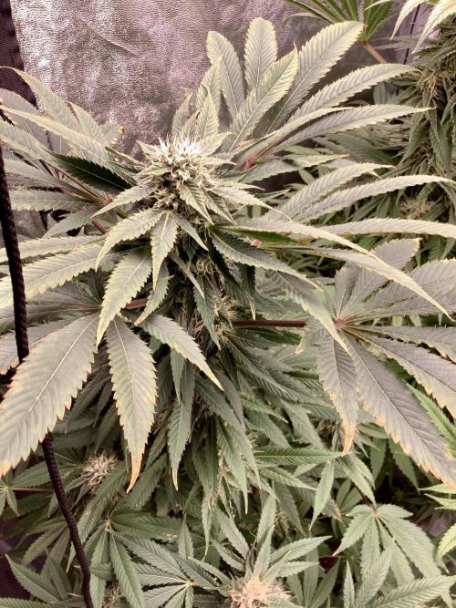 Anesia fem. Week 11 - Sleepy Joe 