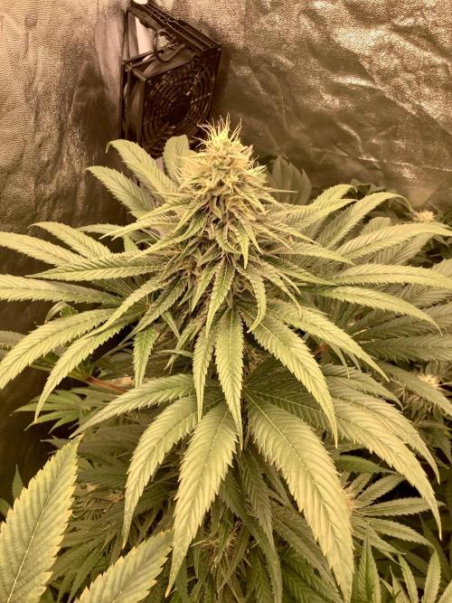 Anesia fem. Week 11 - Sun Of A Peach