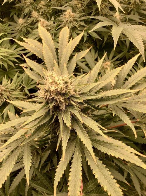 Anesia fem. Week 11 - Imperium X