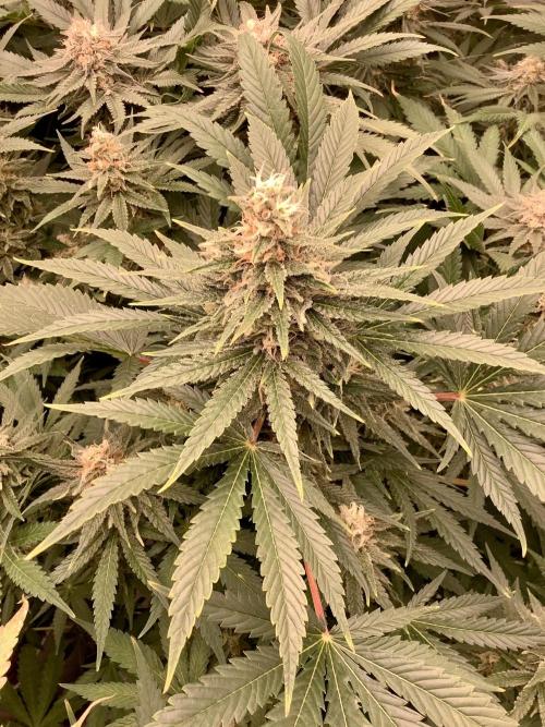 Anesia fem. Week 11 - Shining Silver Haze