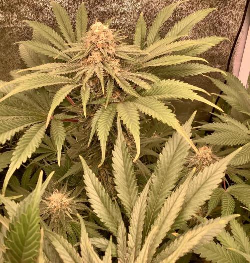 Anesia fem. Week 11 - Captain Future