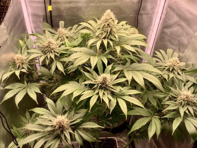 Anesia fem. Week 11 - White Runtz - Herma alone