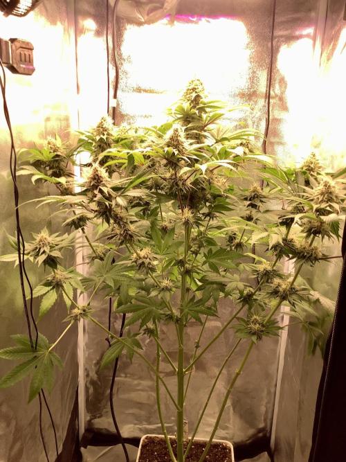 Anesia fem. Week 11 - WR