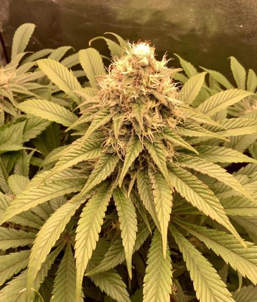 Anesia fem. Week 11 - WR