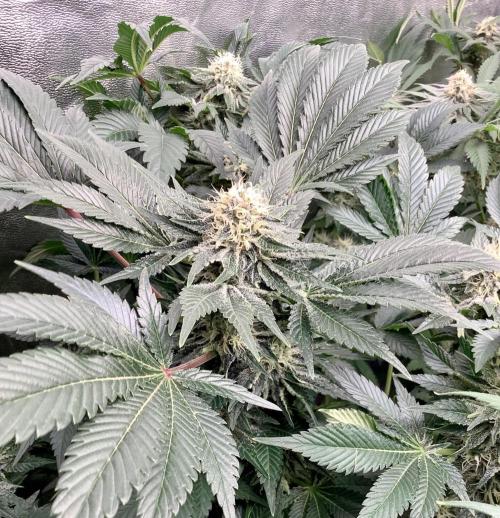 Anesia fem. Week 11 - Future #1