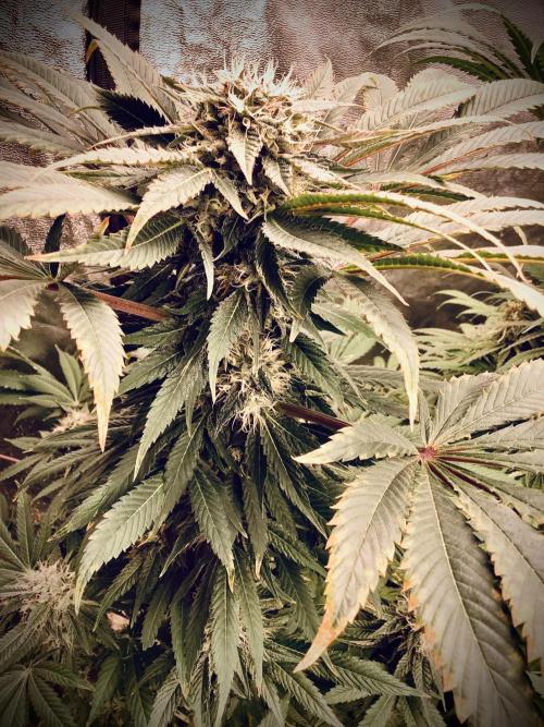 Anesia fem. Week 12 - Sleepy Joe 😴