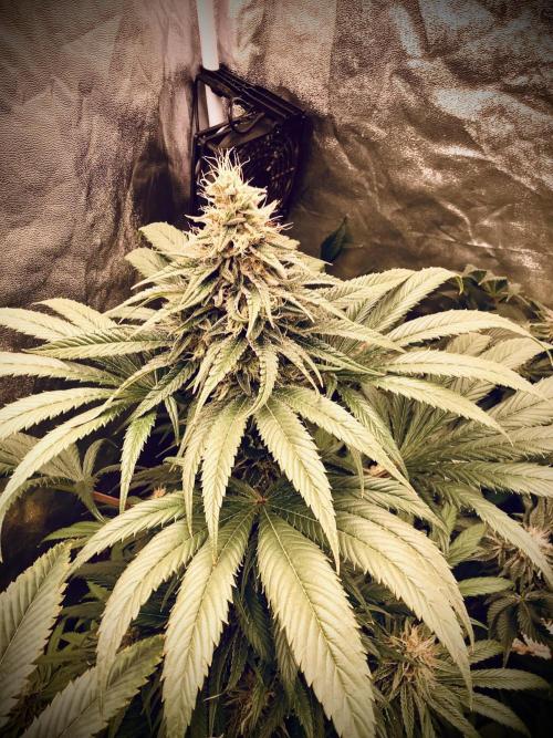 Anesia fem. Week 12 - Sun ☀️ Of A Peach 🍑 