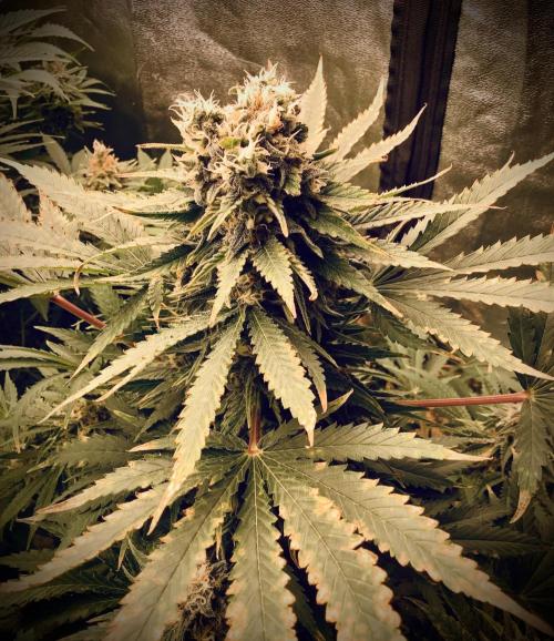 Anesia fem. Week 12 - Imperium ❌