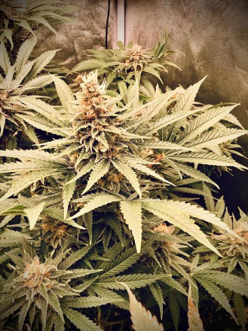 Anesia fem. Week 12 - Shining Silver Haze ☀️🥈☁️