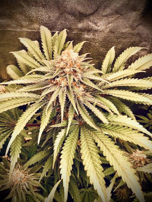 Anesia fem. Week 12 - Captain Future 1