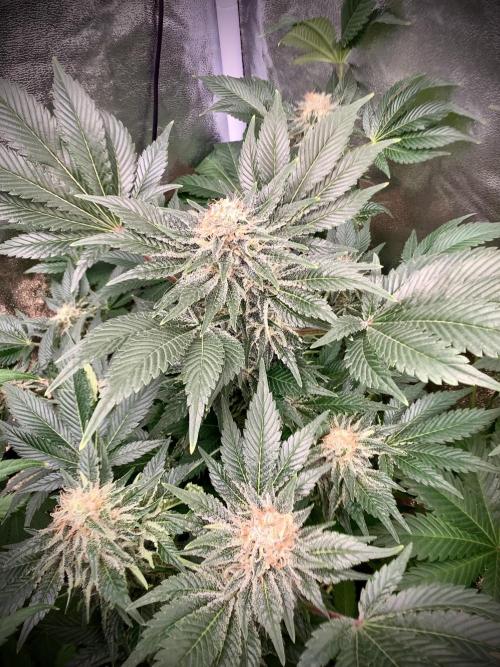 Anesia fem. Week 12 - Future #1 