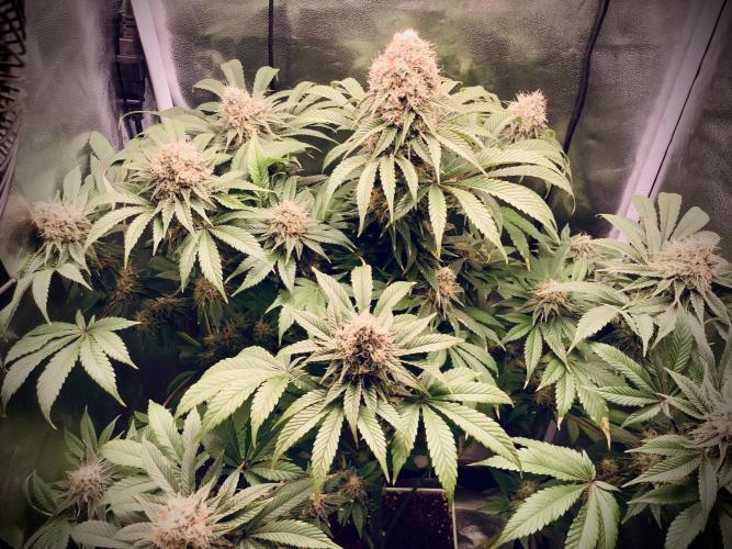 Anesia fem. Week 12 - White Runtz 